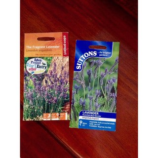 เมล็ด ลาเวนเดอร์ อังกฤษ - English Lavender Flower