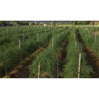 เมล็ดพันธ์ุ หน่อไม้ฝรั่งพันธุ์บร็อคอินพรูฟ 500เมล็ด(Asparagus Brock's Improved) หน่อไม้ฝรั่ง