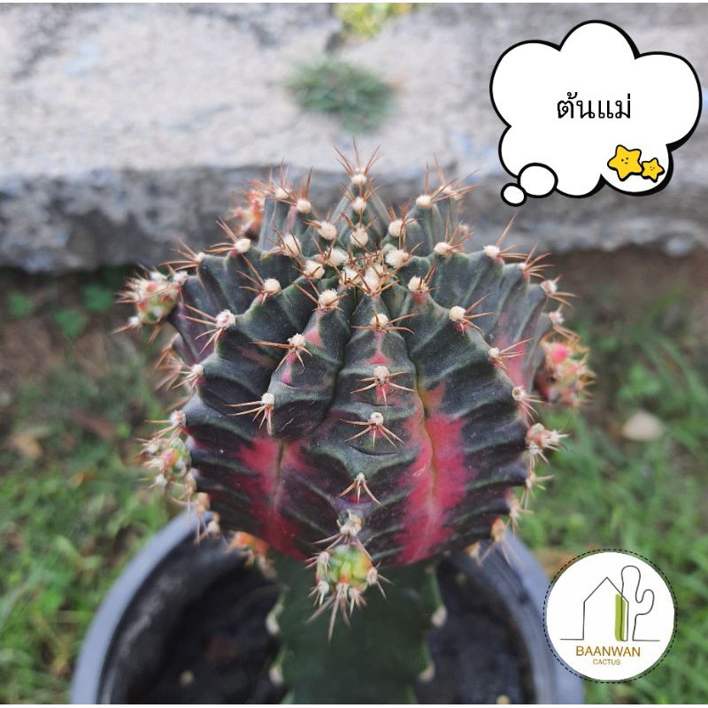 หน่อยิมโนด่าง Nova เด็ดสด ขนาด1.5ซม.