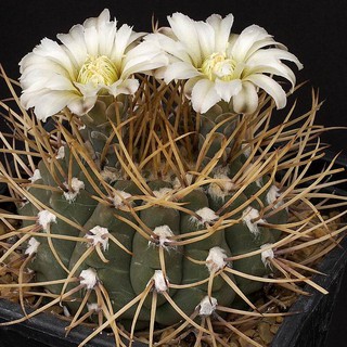 เมล็ดพันธุ์ ยิมโนอ๊อคโช 15 เมล็ด อ๊อกโช gymnocalycium ochoterenae กระบองเพชร แคคตัส cactus