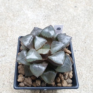 พร้อมส่ง!!ฮาโวเทีย Haworthia springbokvlakensis hybrid Tropical Night จัดส่งแบบล้างรากพร้อมป้าย