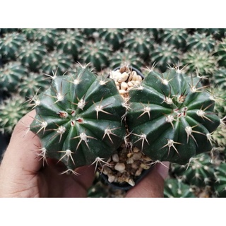 🌵💥เมโล💥🌵 melocactus พอท2กับ4 ต้น ไม้เมล็ด ขนาด 3-4 ซม. ต้นกระบองเพชร ต้นแคคตัส (แคคตัส กระบองเพชร)