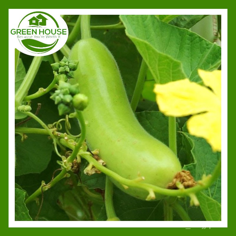 [Green House] Upo Seeds for Planting Vegetable Plants (13 Seed) Bottle Gourd Plant | FREE FREE &amp; Planting Instructions -