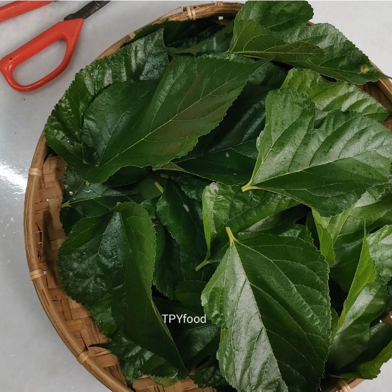 ใบสด Mulberry Leave/ Daun segar Mulberry/鲜 新叶 (50 ชิ้น)