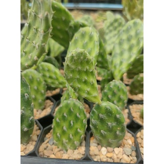 โอพันเทีย แตงโม Opuntia Decumbens 🪴🍉🪴🍉🪴🍉🪴