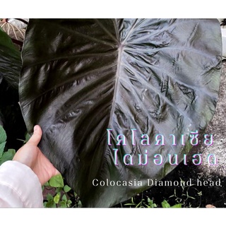 ☘️โคโลคาเซียไดม่อนเฮด☘️Colocasia diamond head