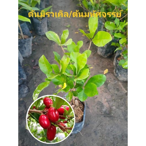 ต้นมิราเคิล/ต้นมหัศจรรย์ (ต้นแบบกิ่งชำพร้อมปลูก)