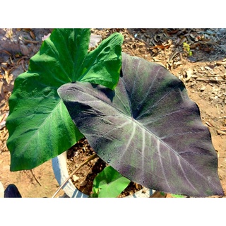 ☘️บอนด่าง/บอนดำ#แบล็คเมจิกกลาย colocasia black magic var