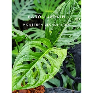 เลคเชอเรียน่า Monstera lechleriana ไม้ฝอกอากาศ ไม้สะสม