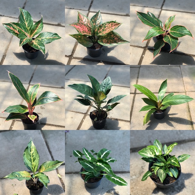 ไม้มงคล ต้นไม้มงคล ประดับบ้าน แต่งสวน ต้นไม้จิ๋ว | Shopee Thailand