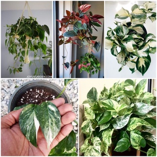 Epipremnum aureum(Marble Queen) 🍏🍎พลูแอปเปิ้ล 💚อิพิด่างขาว,อิพิด่างเหลือง