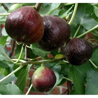 ต้นมะเดื่อฝรั่ง Figs พันธุ์ Black Italian ต้นสูง 70-80 ซม.จัดส่งพร้อมกระถาง 10 นิ้ว ต้น