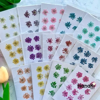 【พร้อมส่ง】ดอกเอมิมาจัสทับแห้ง (Ammi majus, Lace) ดอกไม้ทับแห้ง ดอกไม้จริงทับแห้ง Pressed Flowers💐