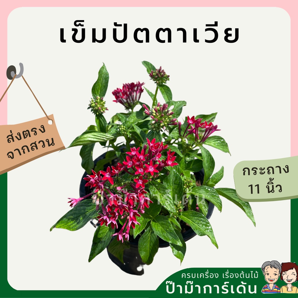 มุมมอง 3