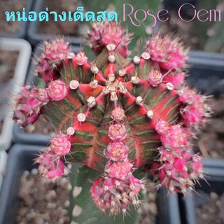 แคคตัสRose Gem⭐หน่อด่าง50%⭐🌵ลักษณะสินค้า หน่อเด็ดสดใช้กราฟ