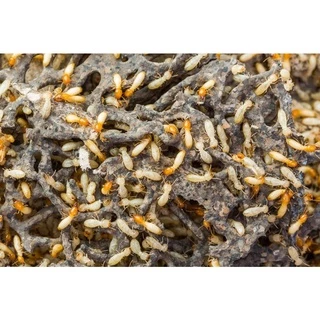ชุดเหยื่อกำจัดปลวก Termatrix termite bait 2 ถุง Active plus 2 ถุง อาหารปลวก กำจัดปลวกตายยกรัง