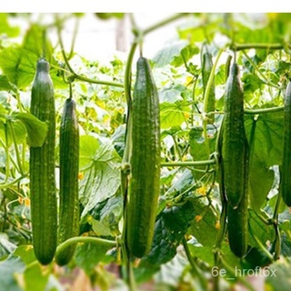 เมล็ดพันธุ์/แตงกวาญี่ปุ่นถูกที่สุด 10บ.เมล็ดพันธุ์แตงกวาญี่ปุ่น10 เมล็ดปลูกง่ายผลดก☘️รสชาติดีขึ้นฉ่าย/สร้อยข้อมือ/กางเกง