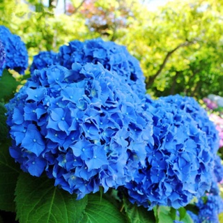 20 เมล็ด เมล็ดไฮเดรนเจีย Hydrangea Seeds สีฟ้า ไฮเดรนเยียสายพันธุ์ฝรั่งเศส