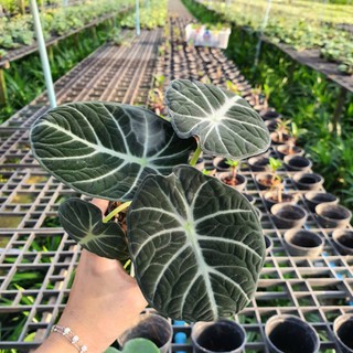 อโลคาเซีย แบลคเวลเวท ใบกำมะหยี่ Alocasia Black Velvet / Alocasia Ninja