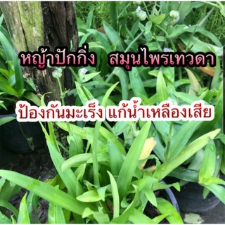 หญ้าปักกิ่ง Angel Grass ต้นหญ้าปักกิ่ง ส่งเเบบถุงดำ 3.9 นิ้ว และ ถอนสด สมุนไพรช่วยเรื่องมะเร็ง