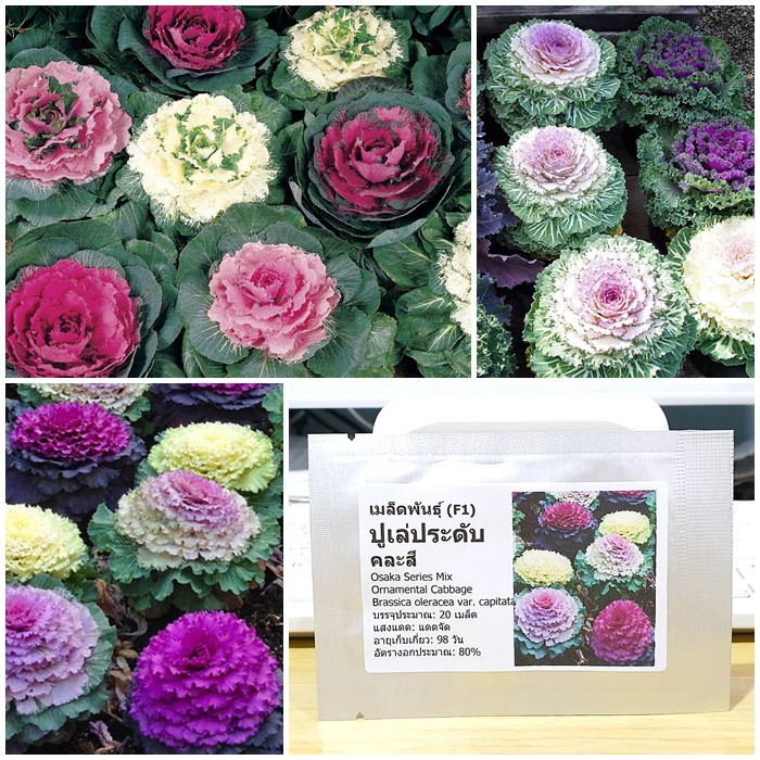 เมล็ดพันธุ์ ปูเล่ประดับคละสี (Osaka Series Mix Ornamental Cabbage Seed) บรรจุ 20 เมล็ด ของแท้ 100%