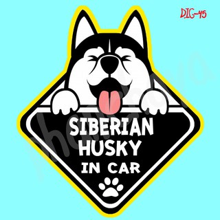 DIC45 สติ๊กเกอร์ ติดรถ Siberian Husky Dog In Car สติ๊กเกอร์ติดรถ car sticker