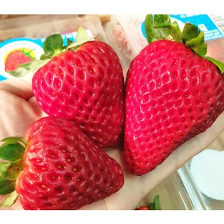 TOP-1สตอเบอรี่สดนำเข้า จากอเมริกา/ออส Strawberry (USA/AUS) (ยกลัง12-15แพค) ~ลดพิเศษ~ Premium สตรอเบอรี่ (สตรอว์เบอร์รี่น