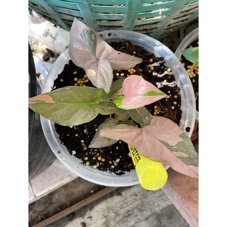 เงินไหลมาด่างชมพูสวย Syngonium podophyllum Pink Splash