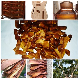 ขายถูก 100 เมล็ด เมล็ดพันธุ์ไม้มะฮอกกานีใบใหญ่ mahogany ต้นไม้ประวัติศาสตร์เมืองเพชรบุรี พรรณไม้พื้นบ้าน ไม้เศรษฐกิจ