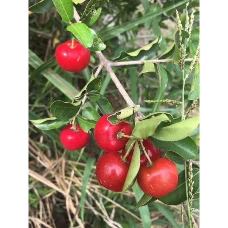 เชอรี่หวานมานัวมีวิตามินสูง