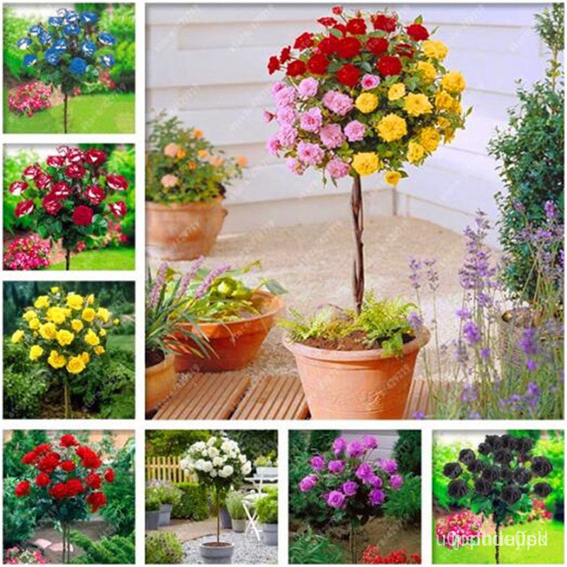 ขายดี เมล็ด 2022100 pcs/bag rose tree rose seeds bonsai flower seeds tree seeds Chinese roses 18 col