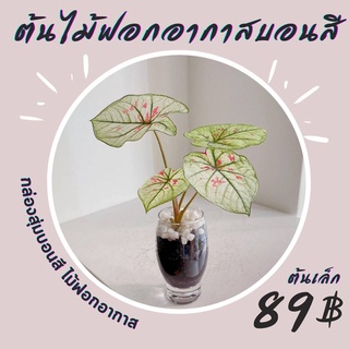 บอนสี ต้นไม้ฟอกอากาศ สุ่มคละแบบ คละสี ต้นละ 89 บาท Caladium