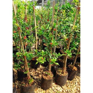 ต้นทับทิมแดงมารวย (แบบกิ่งตอน) สูง.80-90 ซม.