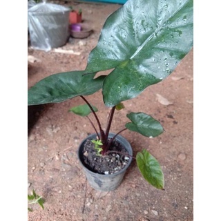 บอนดำสบู่เลือด อโลคาเซีย Alocasia Plumber nigra วานพญาลิงดำ