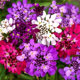 （อัตราการปลูกสูง）ปลูกง่าย ปลูกได้ทั่วไทย บอนสี บอนสีสวยๆRocket Candytuft Honeycomb Flower Seeds บอนสีหายาก  Garden DIY P