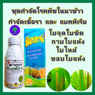 ชุด กำจัดโรคในนาข้าว กำจัดเชื้อรา แบคทีเรีย โรคพืช ลากูเร่ 500cc + ท็อปการ์ด 1 ลิตร โรคใบไหม้ ใบจุด กาบใบแห้ง เน่าคอรวง