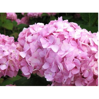 20 เมล็ด เมล็ดไฮเดรนเจีย Hydrangea Seeds สีชมพู ไฮเดรนเยียสายพันธุ์ฝรั่งเศส
