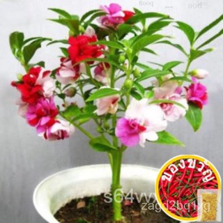 Zhuqi Flower Seed Industry กลีบคู่ Impatiens เมล็ด เฮนนี่เมล็ดระเบียงกระถางง่ายต่อการปลูก อัตราการงอกของดอกไม้สูงมะละกอ/