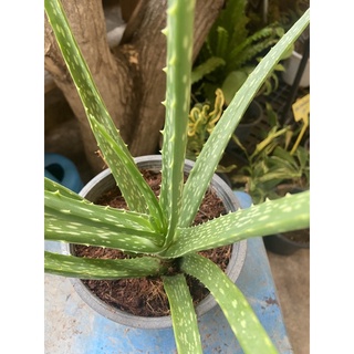 ว่านหางจระเข้ (Aloe vera) สมุนไพร พร้อมกระถาง 4 นิ้ว