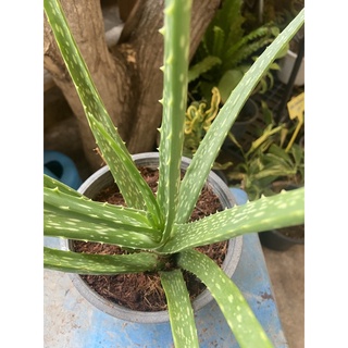 ว่านหางจระเข้ (Aloe vera) สมุนไพร พร้อมกระถาง 4 นิ้ว