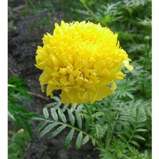 เมล็ดดอกไม้ เมล็ดดาวเรืองสีเหลืองดอกใหญ่ 200 เมล็ด