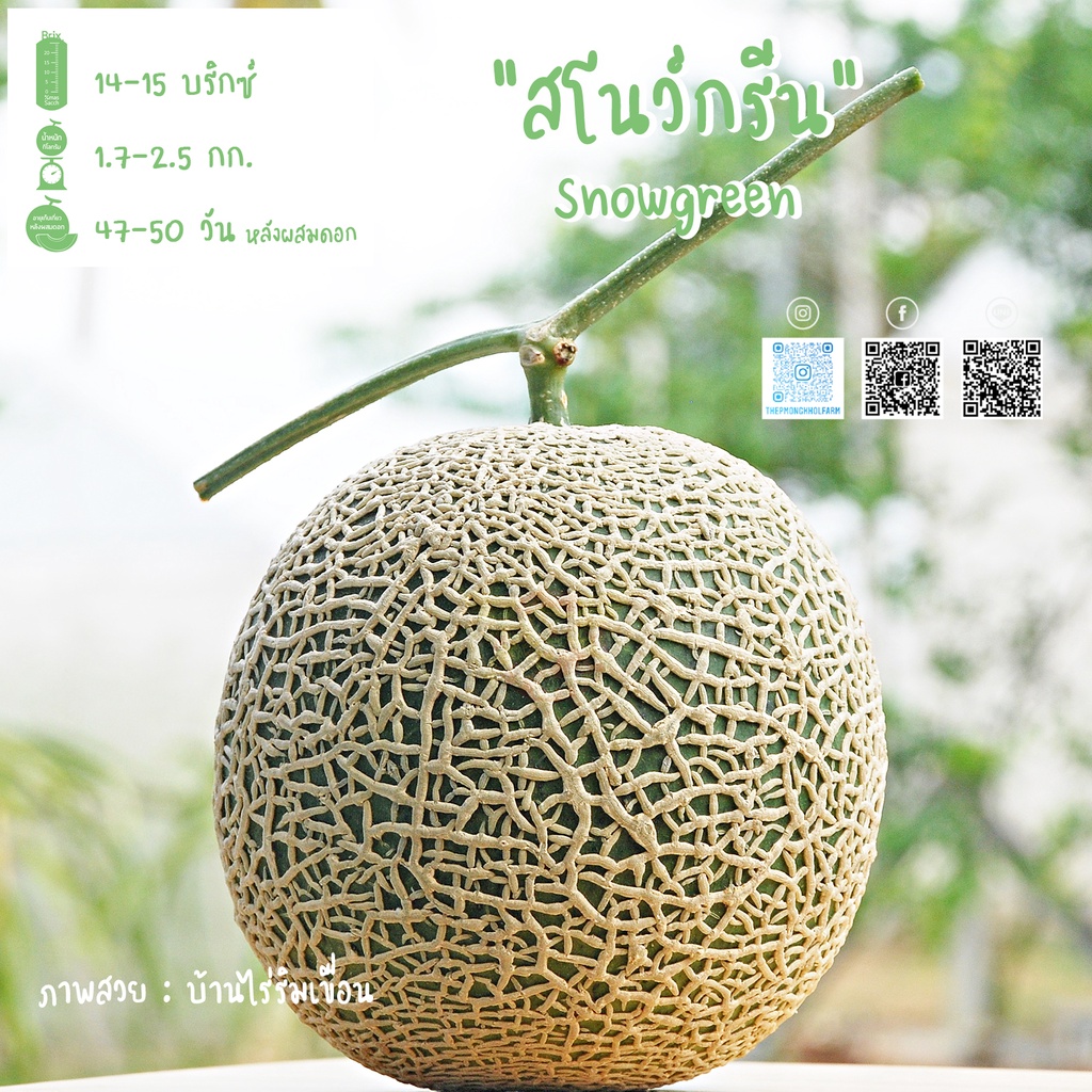 สโนว์กรีน (Snowgreen) 50 เมล็ด เมล่อนF1 เทพมงคลฟาร์ม แท้!!