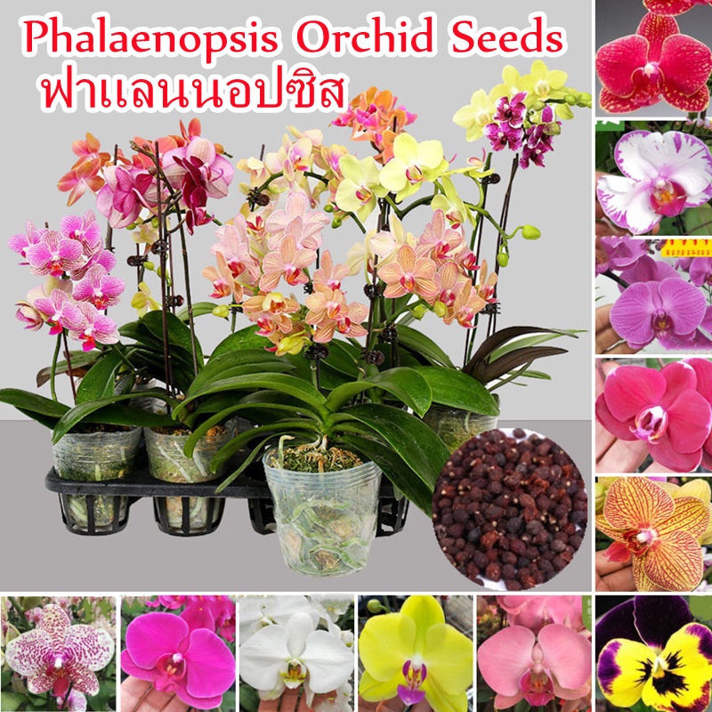 บอนสี 50เมล็ด ฟาแลนนอปซิส Colorful Phalaenopsis Orchid Seeds Flowers Seeds บอนสี ต้นไม้มงคล ไม้ดอก B