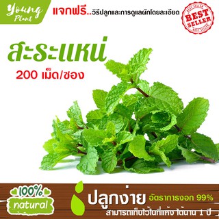 เมล็ดพันธุ์ สะระแหน่ 200เมล็ด อัตราการงอก95% (แถมฟรี!!! เมล็ดผักกวางตุ้ง500 เม็ด) ปลูกง่าย เมล็ดคุณภาพ เก็บไว้ได้1ปี