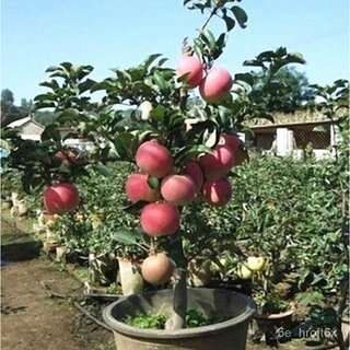 เมล็ดพันธุ์ แอปเปิ้ล Apple Seeds Bonsai Tree Real plants Delicious Fruit Home Garden Planting เมล็ดบอนสี บอนสีหายาก เมล็