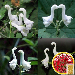 Benih Bunga Putih White Swan Flower Seeds Approx.120pcs Characteristics Rare Garden Decor Plant Seed เมล็ด园艺/裙子/玫瑰/手链/向日