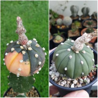 Astrophytum เมล็ดพ่อเเม่ด่างตามภาพค่ะ