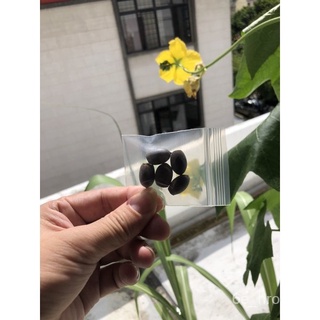 151.Mini Lotus Seeds 6pcs Free Normal Mail in Sgดอกไม้/กางเกง/คื่นฉ่าย/seeds/เด็ก/สวน/สร้อยข้อมือ/แอปเปิ้ล/บ้านและสวน/ผั