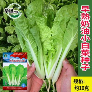 🍀เมล็ดผักกาดขาว 10 กรัม🍀