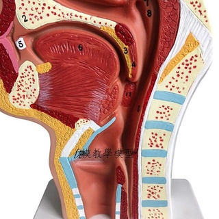 Popular Model Imported Nasal Anatomy Nose Medical Ear Throat Technology Human Cavity by2280 AIYW